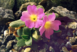 Primula allionii x